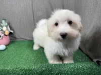 Chad, a male Maltipoo for sale in Waynesville, MO – Photo 1 of 9
