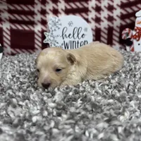 Chad, a male Maltipoo for sale in Waynesville, MO – Photo 7 of 9