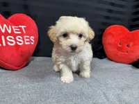 processed/0c404b3d-5619-4e88-8a87-1c29180c8378/listing/cad2d41e-85df-4df0-8403-a5f1f2c89ea0/73bedb8c-3f9b-4215-bf5e-2878ae084db3