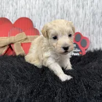 Chad, a male Maltipoo for sale in Waynesville, MO – Photo 9 of 9