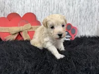 processed/0c404b3d-5619-4e88-8a87-1c29180c8378/listing/cad2d41e-85df-4df0-8403-a5f1f2c89ea0/8e3dd56d-ddaf-4c9c-a83f-23c35f6f661d