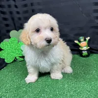 Chad, a male Maltipoo for sale in Waynesville, MO – Photo 4 of 9