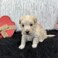 Chad, a male Maltipoo for sale in Waynesville, MO – Photo 8 of 9