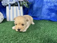Kingston, a male Havanese for sale in Waynesville, MO – 2 of 3
