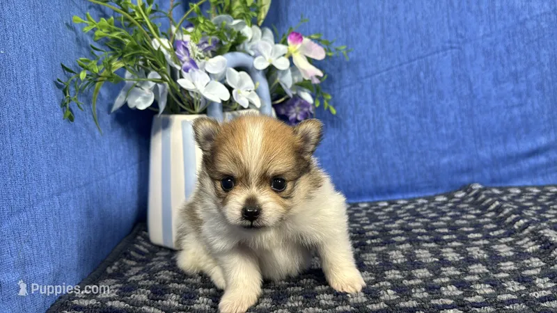 Matthew – Pomeranian puppy for sale in Waynesville, MO