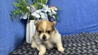 Matthew, a male Pomeranian for sale in Waynesville, MO – 1 of 3