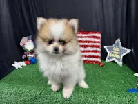 Baker, a male Pomeranian for sale in Waynesville, MO – 3 of 9