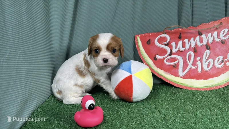 Riley – Cavalier King Charles Spaniel puppy for sale in Waynesville, MO
