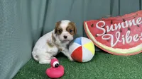 Riley, a male Cavalier King Charles Spaniel for sale in Waynesville, MO – 1 of 3