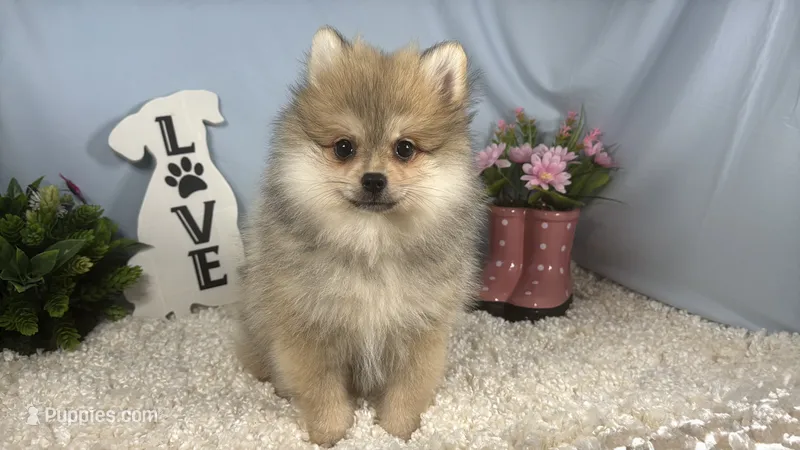 Benson – Pomeranian puppy for sale in Waynesville, MO