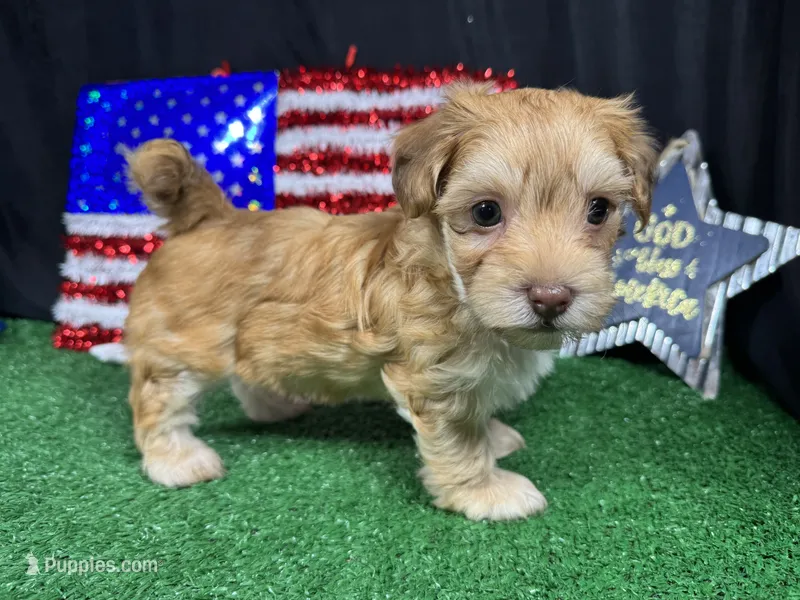 Izaiah – Havapoo puppy for sale in Waynesville, MO