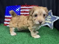 Izaiah, a male Havapoo for sale in Waynesville, MO – 6 of 10