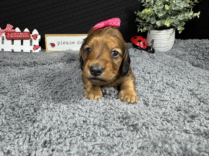 Wendy – Miniature Dachshund puppy for sale in Waynesville, MO