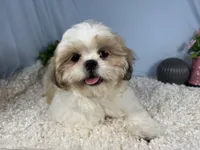 Goose, a male Shih Tzu for sale in Waynesville, MO – 2 of 4