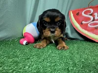 Romeo, a male Cavalier King Charles Spaniel for sale in Waynesville, MO – 3 of 3