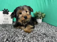 Samuel, a male Yorkshire Terrier for sale in Waynesville, MO – 7 of 10
