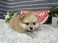 Felix, a female Pomeranian for sale in Waynesville, MO – 3 of 4