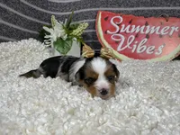 Navaeh, a female Yorkshire Terrier for sale in Waynesville, MO – 3 of 4