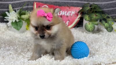 Brynlee, a female Pomeranian for sale in Waynesville, MO – 4 of 4