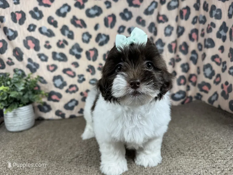 Tabby – Shih Tzu puppy for sale in Waynesville, MO