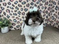 Tabby, a female Shih Tzu for sale in Waynesville, MO – 4 of 10