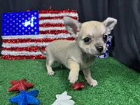 Boston, a male Chihuahua for sale in Waynesville, MO – 5 of 10