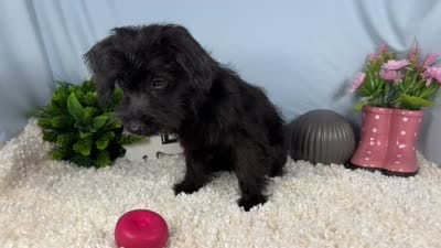 Milton, a male Yorkipoo for sale in Waynesville, MO – 4 of 4