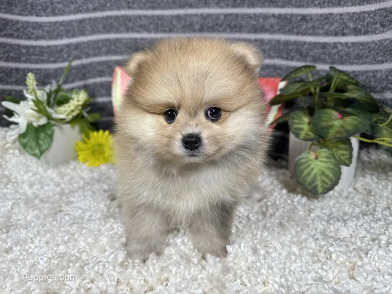 Felix – Pomeranian puppy for sale in Waynesville, MO