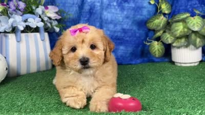 Lady, a female Poodle - Toy  for sale in Waynesville, MO – 4 of 4