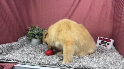 Posey, a female Pomeranian for sale in Waynesville, MO – 4 of 4