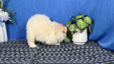 Basil, a female Pomapoo for sale in Waynesville, MO – 4 of 4