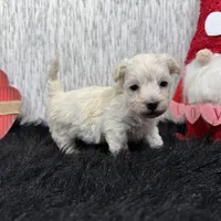 Cooper, a male Maltipoo for sale in Waynesville, MO – Photo 8 of 10