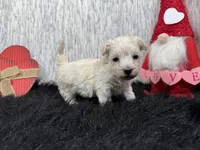Cooper, a male Maltipoo for sale in Waynesville, MO – Photo 7 of 10