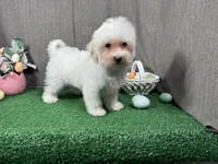 Cooper, a male Maltipoo for sale in Waynesville, MO – Photo 2 of 10