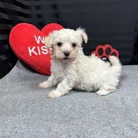 Cooper, a male Maltipoo for sale in Waynesville, MO – Photo 6 of 10
