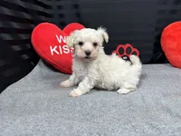 Cooper, a male Maltipoo for sale in Waynesville, MO – Photo 5 of 10