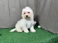 Cooper, a male Maltipoo for sale in Waynesville, MO – Photo 1 of 10
