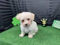 Cooper, a male Maltipoo for sale in Waynesville, MO – Photo 3 of 10