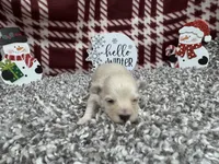 Cooper, a male Maltipoo for sale in Waynesville, MO – Photo 10 of 10