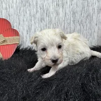 Cooper, a male Maltipoo for sale in Waynesville, MO – Photo 9 of 10