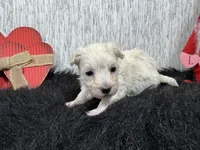 Cooper, a male Maltipoo for sale in Waynesville, MO – Photo 8 of 10