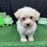 Cooper, a male Maltipoo for sale in Waynesville, MO – Photo 5 of 10