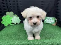 Cooper, a male Maltipoo for sale in Waynesville, MO – Photo 2 of 10