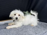 Cooper, a male Maltipoo for sale in Waynesville, MO – 2 of 10