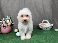 Cooper, a male Maltipoo for sale in Waynesville, MO – Photo 3 of 10