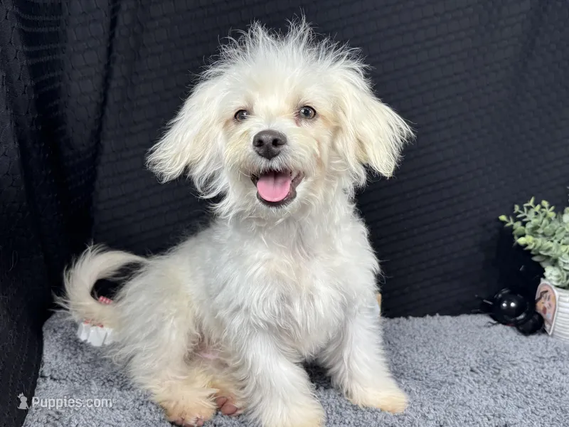 Cooper – Maltipoo puppy for sale in Waynesville, MO