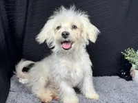 Cooper, a male Maltipoo for sale in Waynesville, MO – 1 of 10