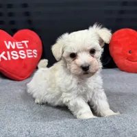 Cooper, a male Maltipoo for sale in Waynesville, MO – Photo 7 of 10