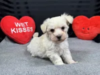 Cooper, a male Maltipoo for sale in Waynesville, MO – Photo 6 of 10