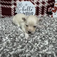 Cooper, a male Maltipoo for sale in Waynesville, MO – Photo 10 of 10